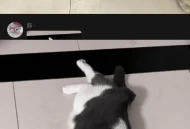 才知道原来还有小猫咪不会揣手手！