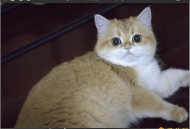 【APP下载】PicView看图工具v3.1.5中文版 【APP下载】PicView看图工具v3.1.5中文版