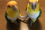 鹦鹉也能握手言和